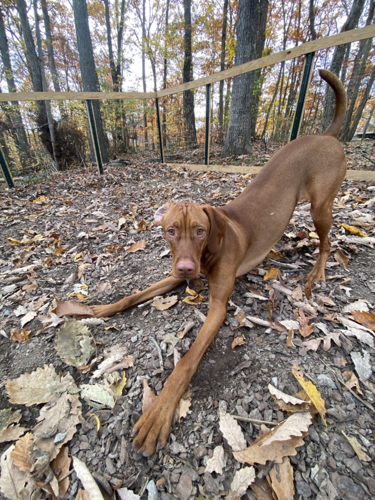 Red dog playing in leaves